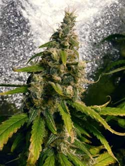 image.php=3falbum_id=3d10865=26image_id=3d436221=26view=3dno_count