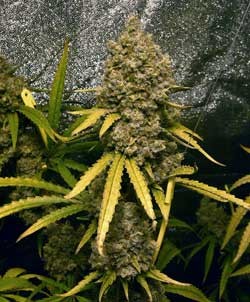 image.php=3falbum_id=3d10865=26image_id=3d436222=26view=3dno_count