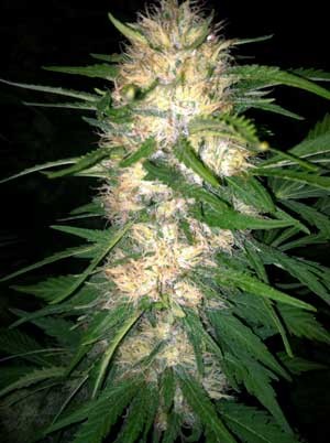 image.php=3falbum_id=3d11114=26image_id=3d442897=26view=3dno_count