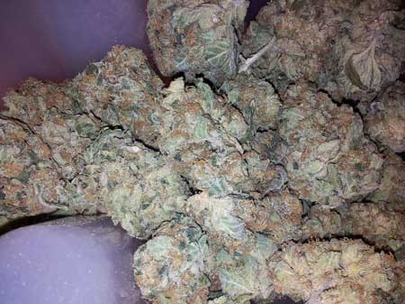 image.php=3falbum_id=3d11114=26image_id=3d442903=26view=3dno_count