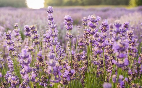 image.php=3falbum_id=3d17016=26image_id=3d438998=26view=3dno_count