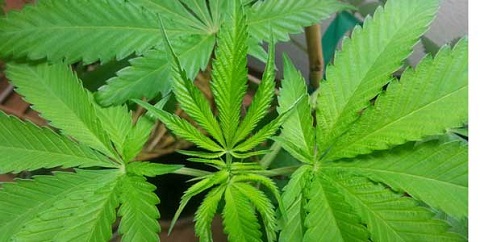 image.php=3falbum_id=3d19770=26image_id=3d528223=26view=3dno_count