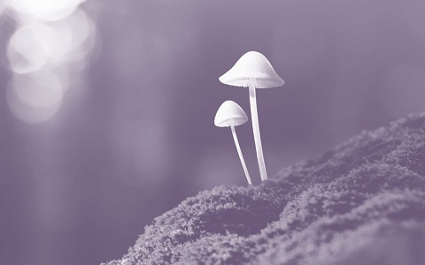 image.php=3falbum_id=3d19770=26image_id=3d532105=26view=3dno_count