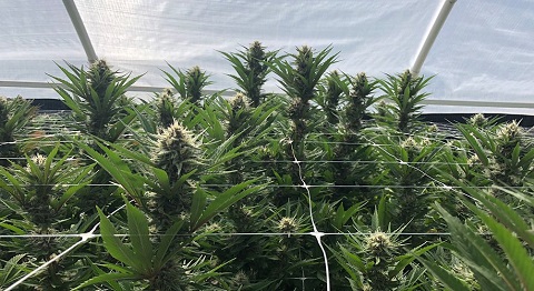 image.php=3falbum_id=3d19770=26image_id=3d533733=26view=3dno_count