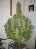image.php=3fmode=3dthumbnail=26album_id=3d1=26image_id=3d4